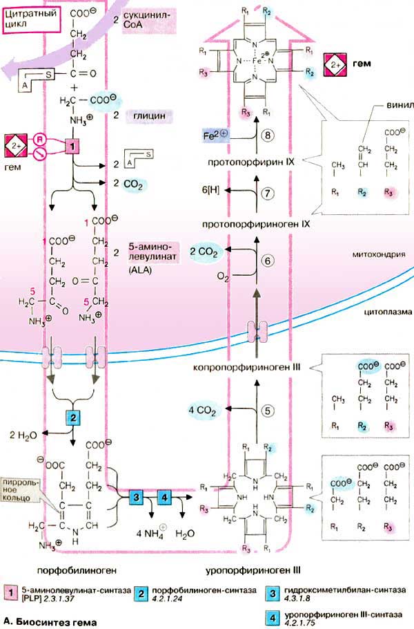 Биосинтез гема