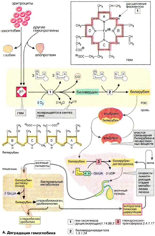 Деградация гемоглобина;