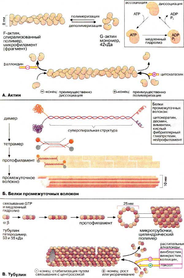 Состав цитоскелета: Актин; Белки промежуточных волокон; Тубулин;