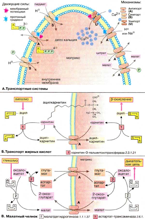 Транспортные системы; Транспорт жирных кислот; Малатный челнок;
