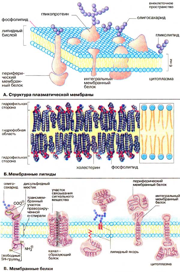 Мембранные липиды; Мембранные белки;
