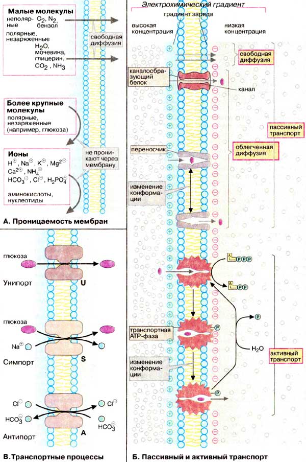 Проницаемость мембран; Транспортные процессы; Пассивный и активный транспорт;