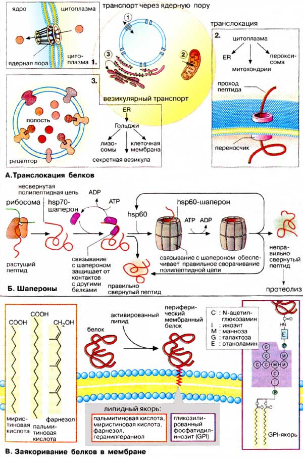 Транслокация белков; Шапероны; Заякоривание белков в мембране;