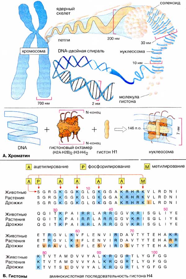 Геном: хроматин, гистоны;