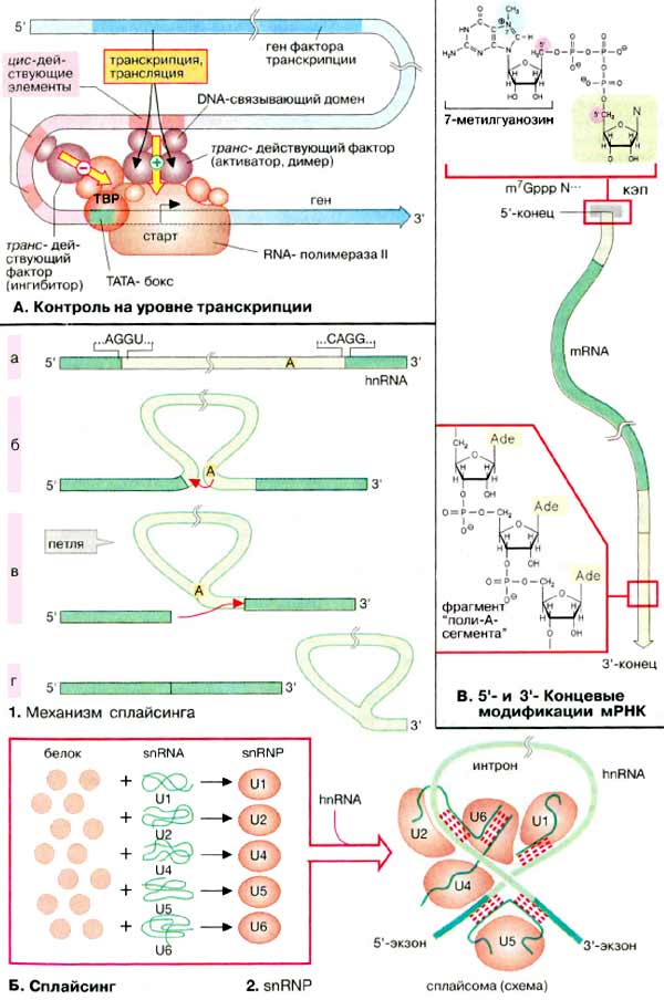 Созревание РНК: контроль на уровне транскрипции; сплайсинг;