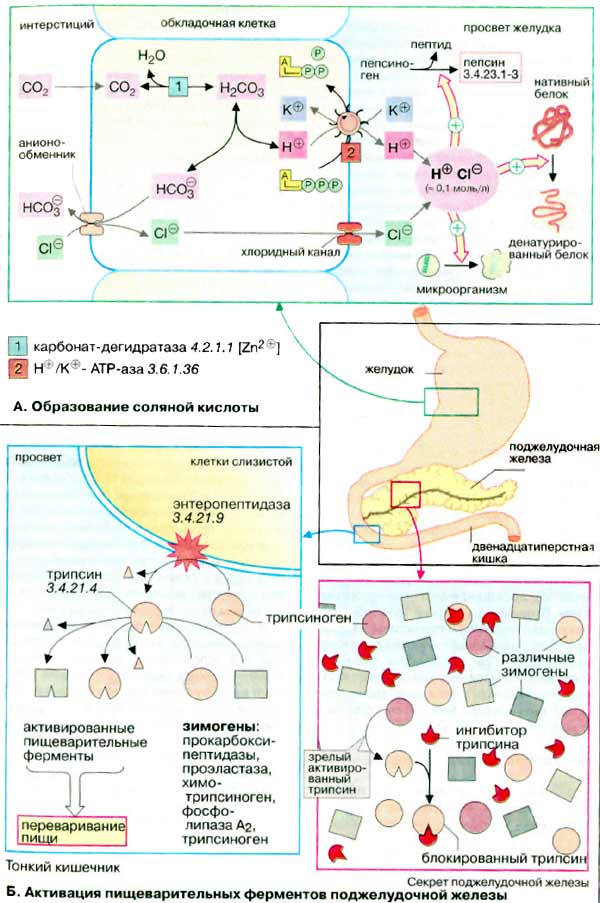 Процессы пищеварения: образование соляной кислоты, активация пищеварительных ферментов поджелудочной железой;