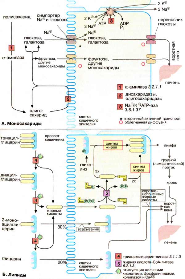 Всасывание моносахаридов и липидов