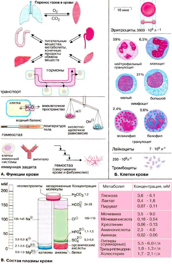 Функции крови; Клетки крови; Состав плазмы крови;