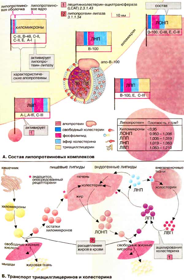 Состав липопротеиновых комплексов; Транспорт триацилглицеринов и холестерина;