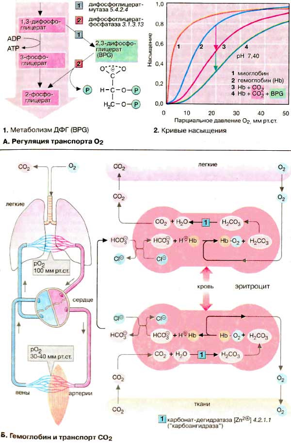 Транспорт газов в организме: регуляция транспорта кислорода, гемоголобин и транспорт углекислого газа;