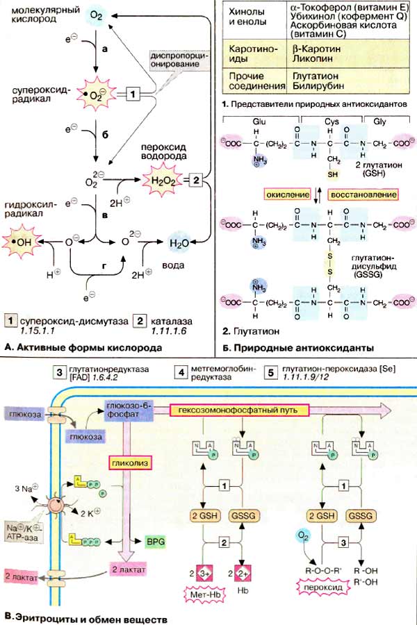 Активные формы кислорода; Природные антиоксиданты; Эритроциты и обмен веществ;
