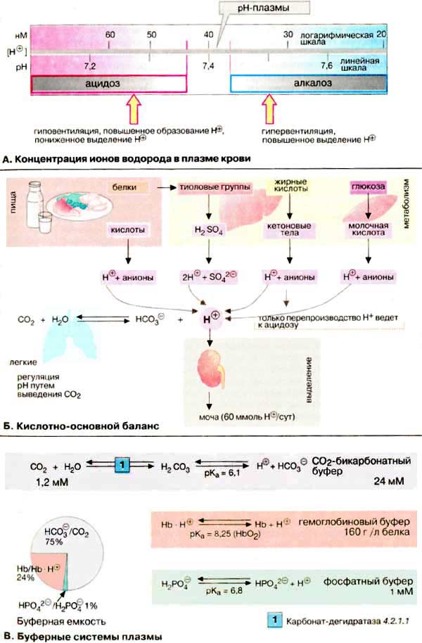 Концентрация ионов водорода в плазме; Кислотно-основный баланс; Буферные системы плазмы;