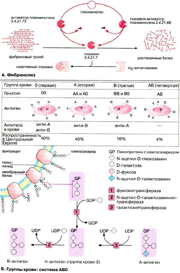 Фибринолиз; Группы крови (AB0)