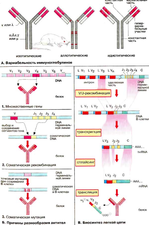 Вариабельность иммуноглобулинов; Причины разнообразия антител; Биосинтех легкой цепи;