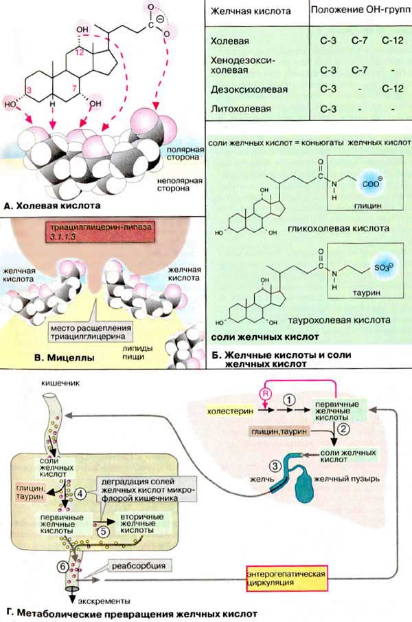Желчные кислоты: холевая кислота, хенодезоксихолевая кислота, дезоксихолевая кислота, литохолевая кислота. Мицеллы, желчные кислоты и соли желчных кислот, метаболические превращения желчных кислот