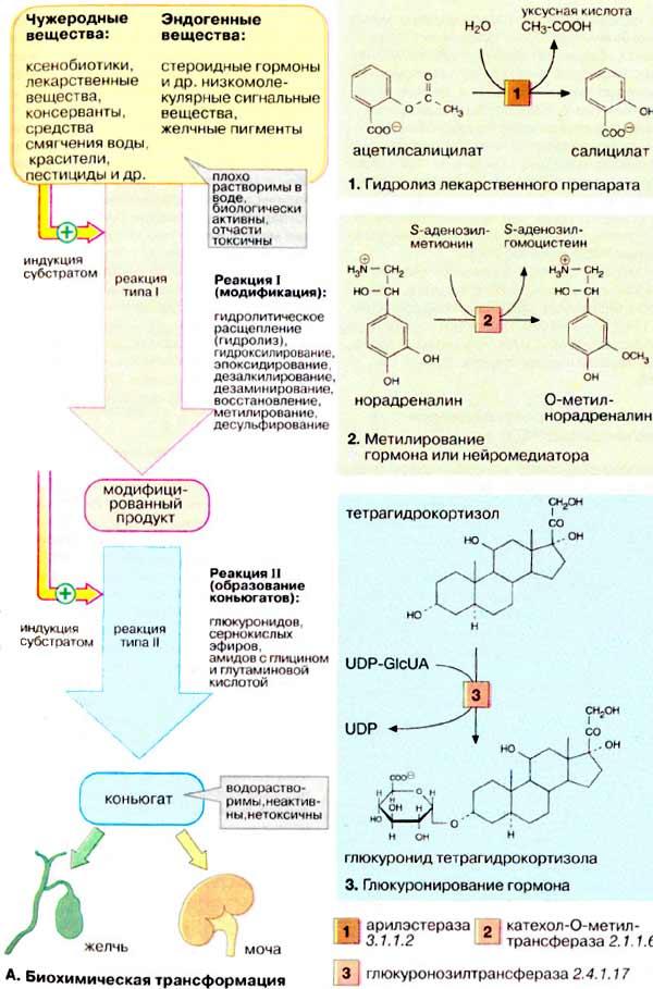 Биохимическая трансформация