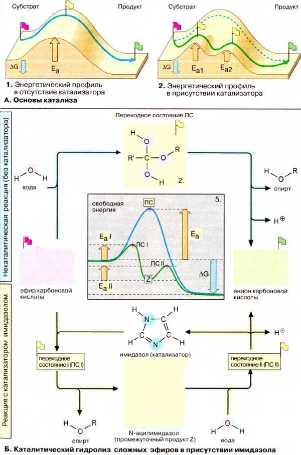Каталитический гидролиз сложных эфиров в присутствии имидазола