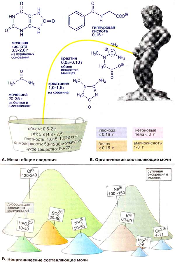 Общие сведения о моче: органические и неорганические составляющие мочи