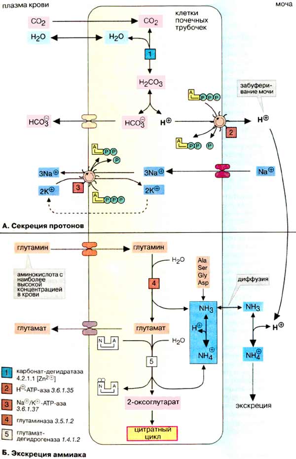 Экскреция протонов и аммиака
