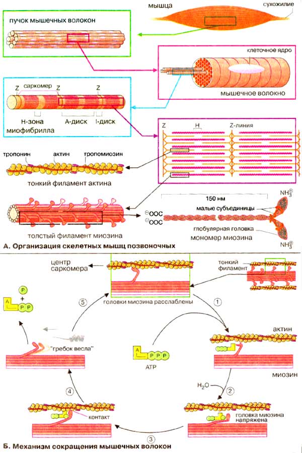 Сократительная система: Организация скелетных мышц позвоночных, механизм сокращения мышечных волокон 