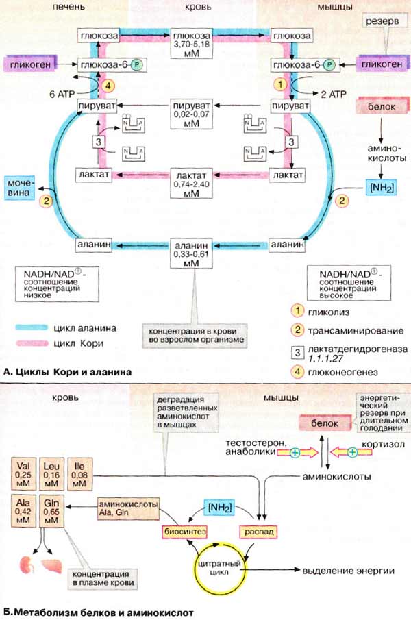 Метаболическая регуляция мышечного сокращения: Циклы Кори и аланина, метаболизм белков и аминокислот 