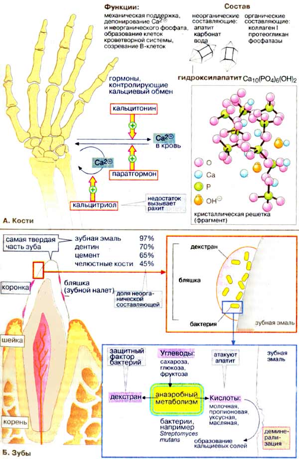 Кости, зубы и соединительные ткани