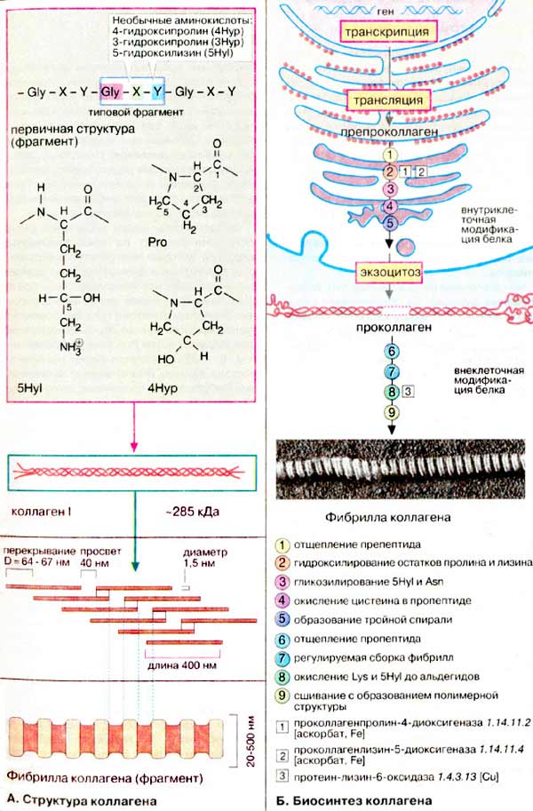 Структура коллагена; Биосинтез коллагена;