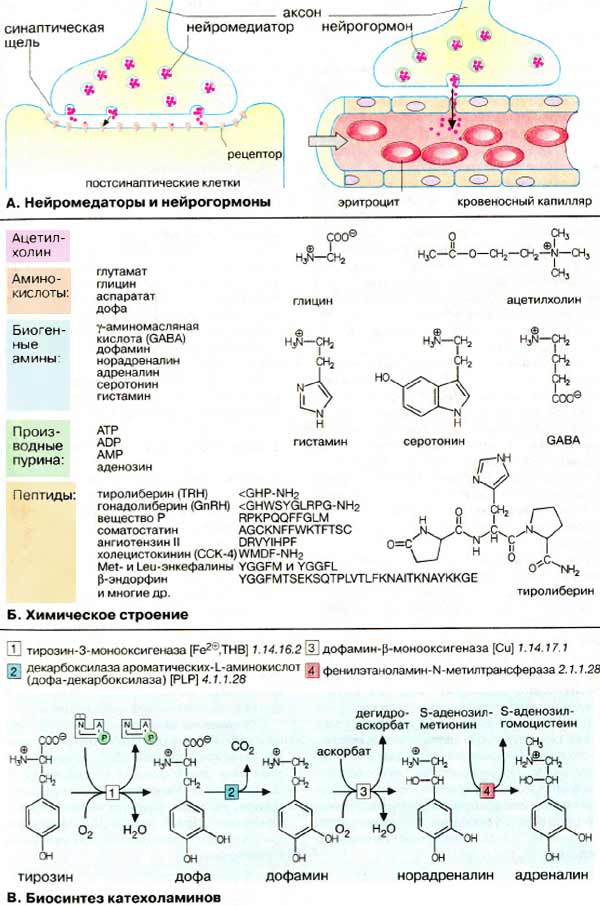 Медиаторы нервной системы: Нейромедиаторы и нейрогормоны, химическое строение, биосинтез кетахоламинов;