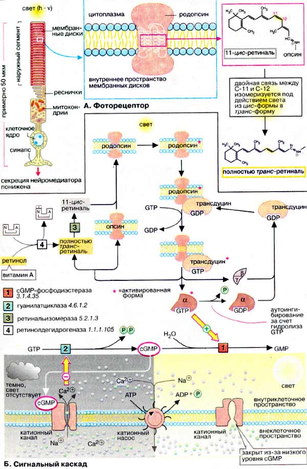 Механизм зрительного восприятия: фоторецептор и сигнальный каскад;