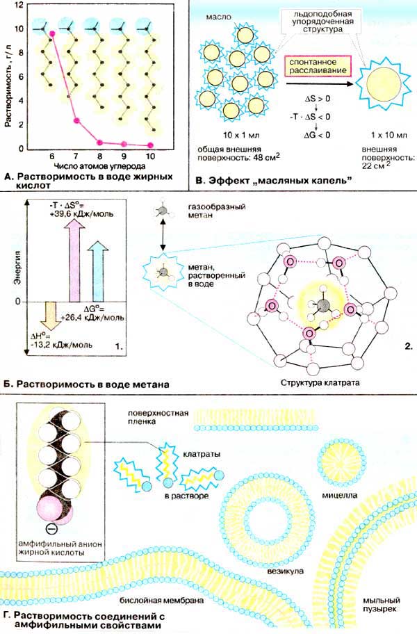 Растворимость в воде жирных кислот; Эффект «масляных капель»; Растворимость в воде метана; Растворимость соединений с амфифильными свойствами;