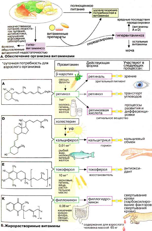 Жирорастворимые витамины и обеспечение организма витаминами