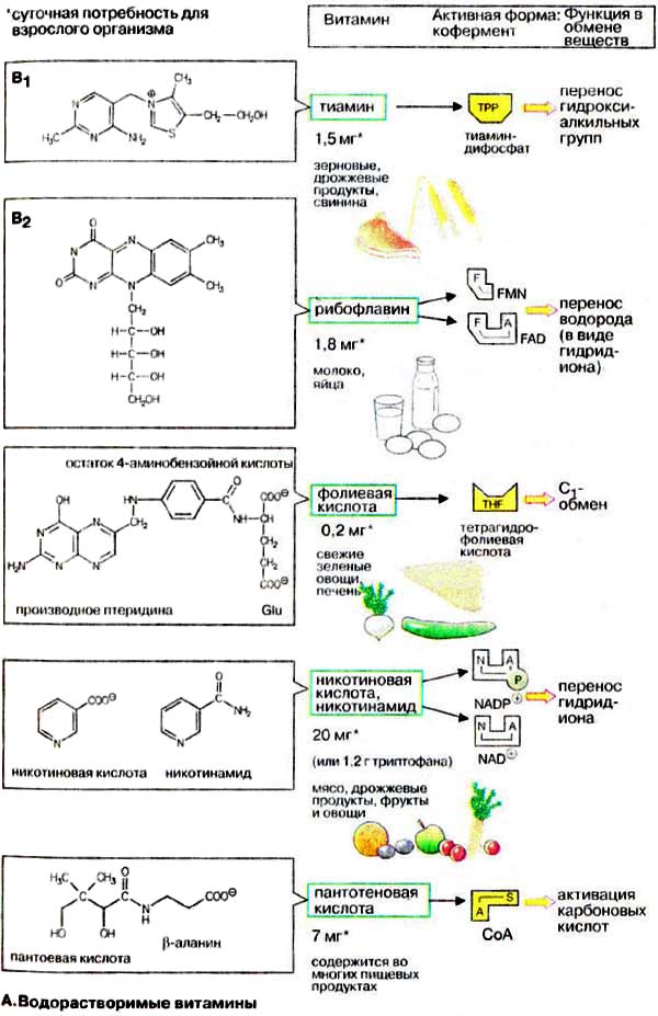 Водорастворимые витамины