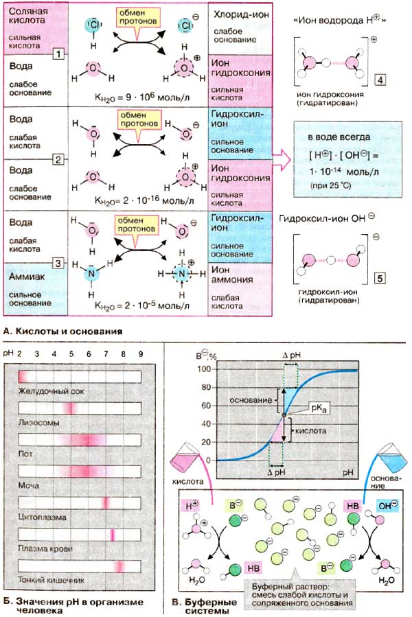 Кислоты и основания; Значения pH в организме человека;