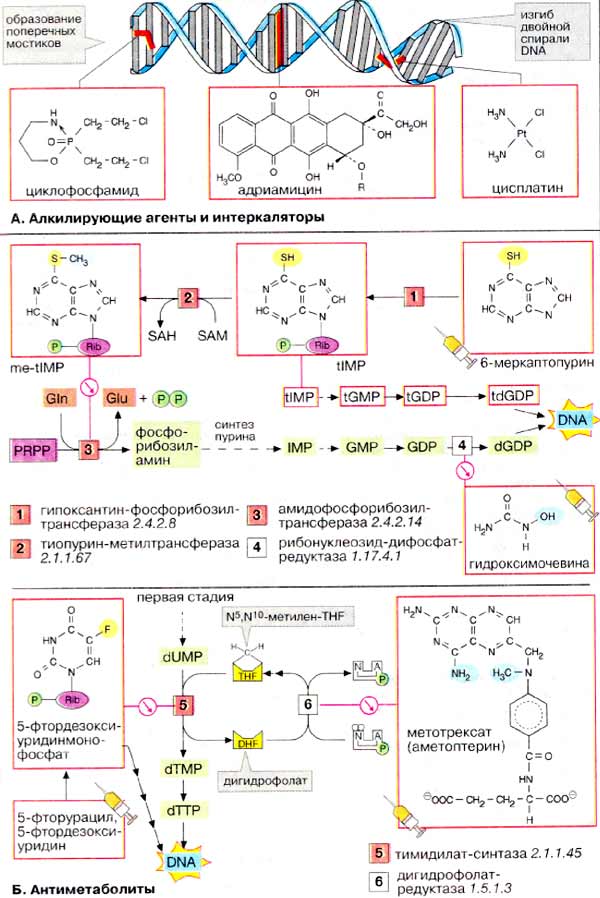Цитостатики. Алкилирующие и интеркалирующие агенты; Антиметаболиты;