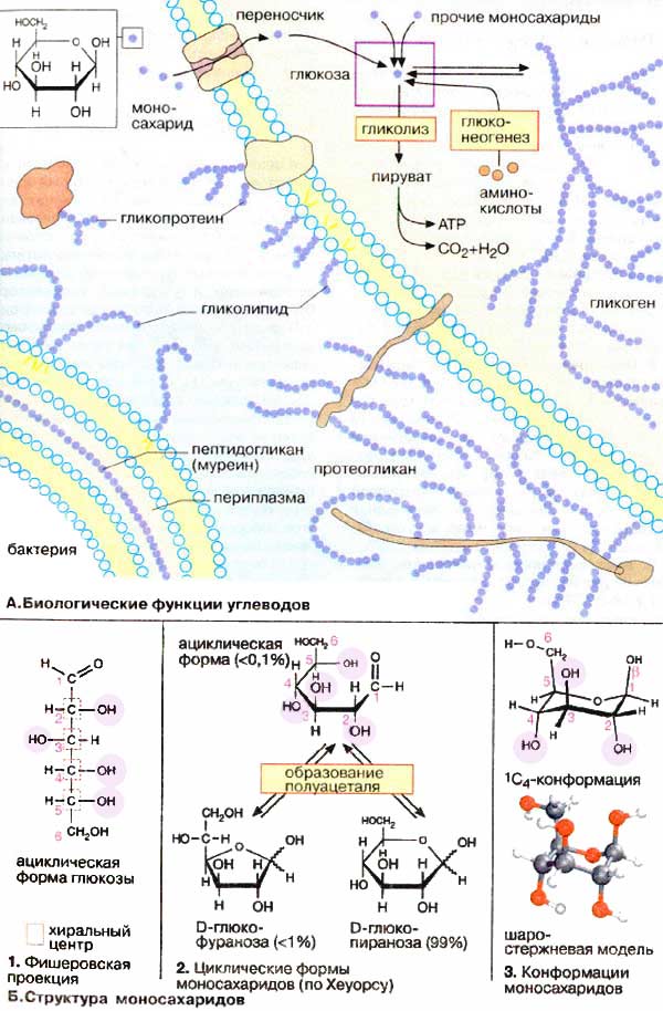 Биологические функции углеводов; Структура моносахаридов;