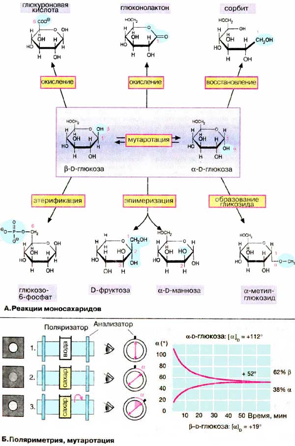 Химические реакции моносахаридов; Поляриметрия и муторотация;