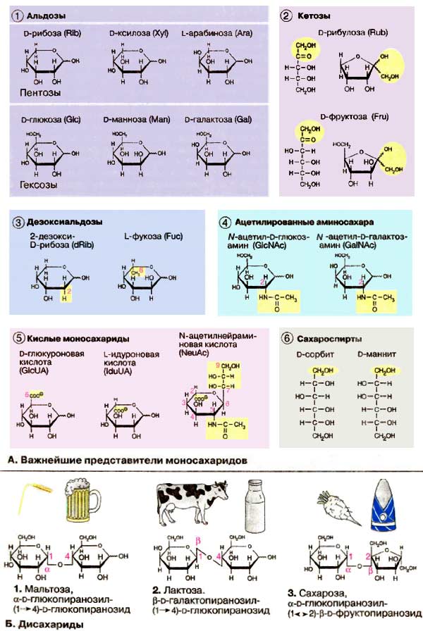Важнейшие представители моносахаридов (альдозы, кетозы, дезоксиальдозы, ацетилированные аминосахара, кислые моносахариды, сахароспирты); Дисахариды; 