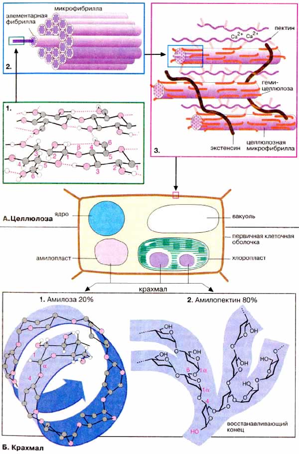 Целлюлоза и крахмал