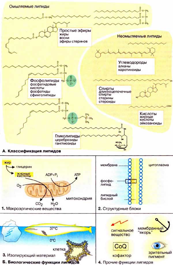 Классификация липидов; Биологические функции липидов;
