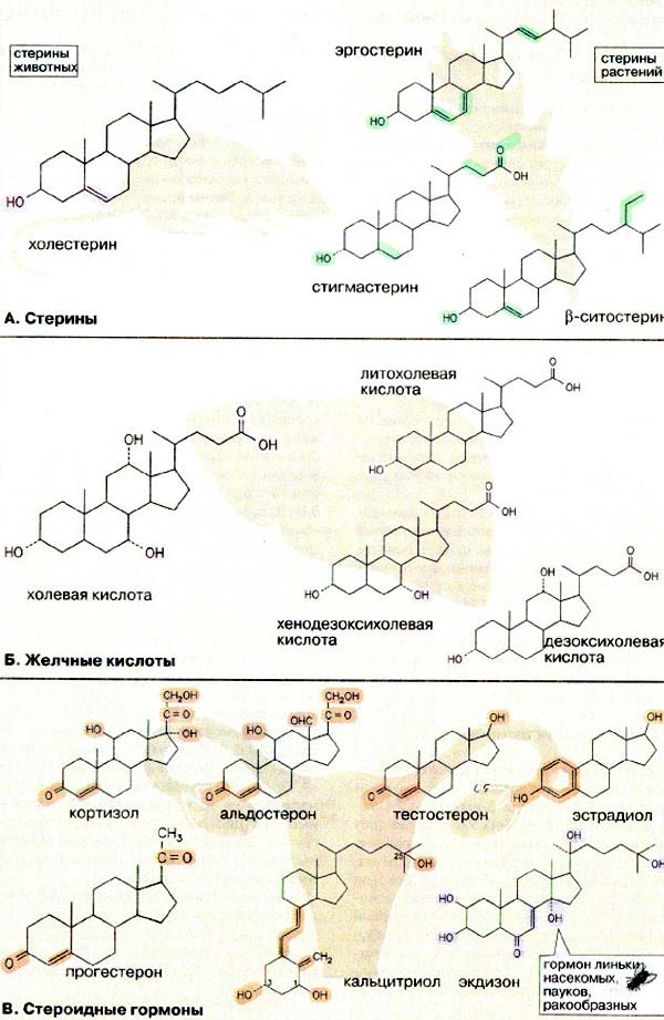 Классификация стероидов: стерины, желчные кислоты, стероидные гормоны;