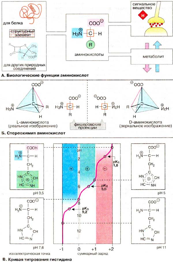 Билогические функции аминокислот; Стереохимия аминокислот; Кривая титрования гистидина;