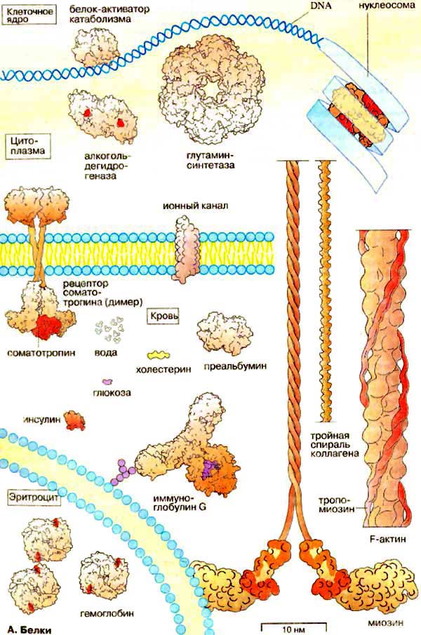 Белки - общие сведения
