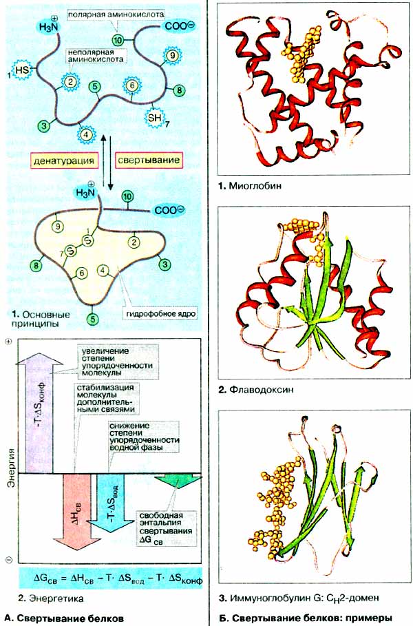 Свертывание белков на примере миоглобина, флаводоксина и иммуноглобулина G;