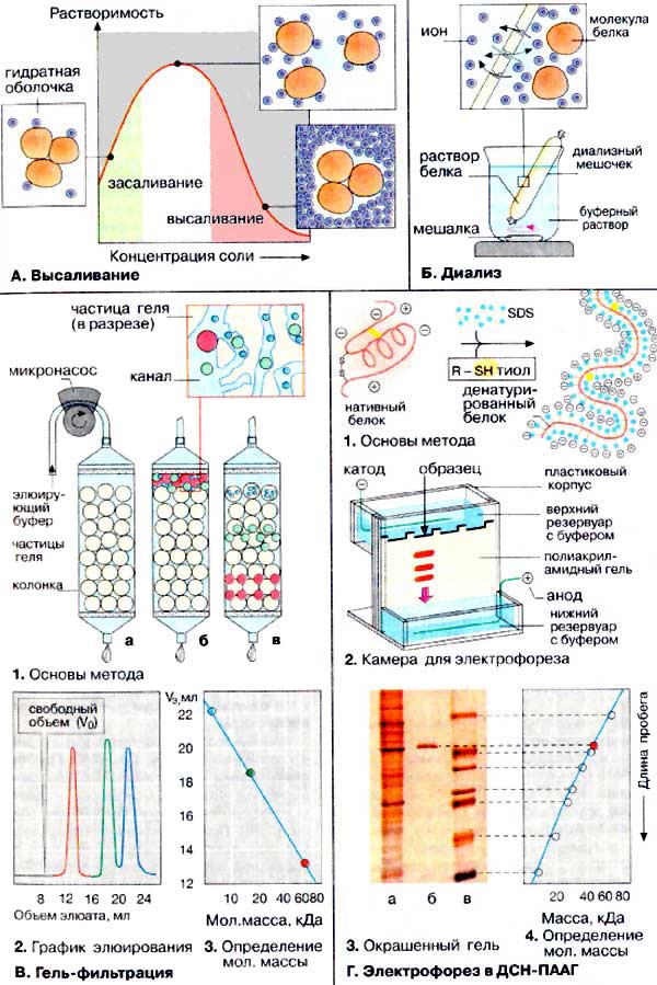 Высаливание; Диализ; Гель-фильтрация; Электрофорез в ДСН-ПААГ;