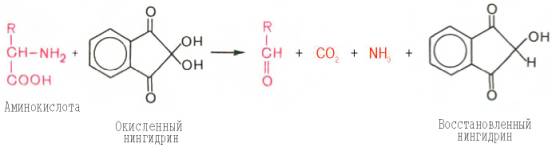 Для открытия в биообъектах и количественного определения аминокислот успешно применяется реакция их с нингидрином. На I стадии реакции образуется восстановленный нингидрин за счет окислительного дезаминирования аминокислот (параллельно происходит декарбоксилирование аминокислот)