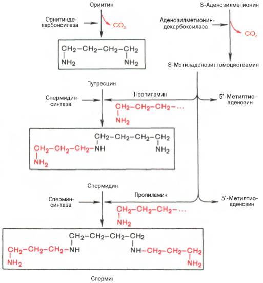 Схема синтеза спермидина и спермина в тканях животных