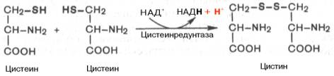 Ферментативная окислительно-восстановительная реакция между цистеином и цистином