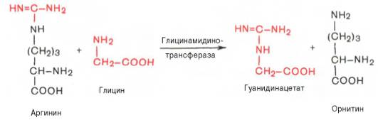 Биосинтез гуанидинацетата