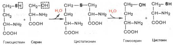 Превращение гомоцистеина в цистатионин и далее в цистеин