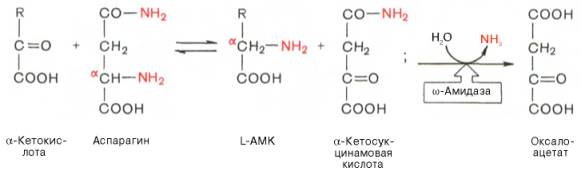 Глутамин и аспарагин в животных тканях подвергаются сочетанному трансаминированию и дезамидированию под влиянием специфических трансаминаз амидов (глутаминтрансаминазы и аспарагинтрансаминазы) и неспецифической omega-амидазы
